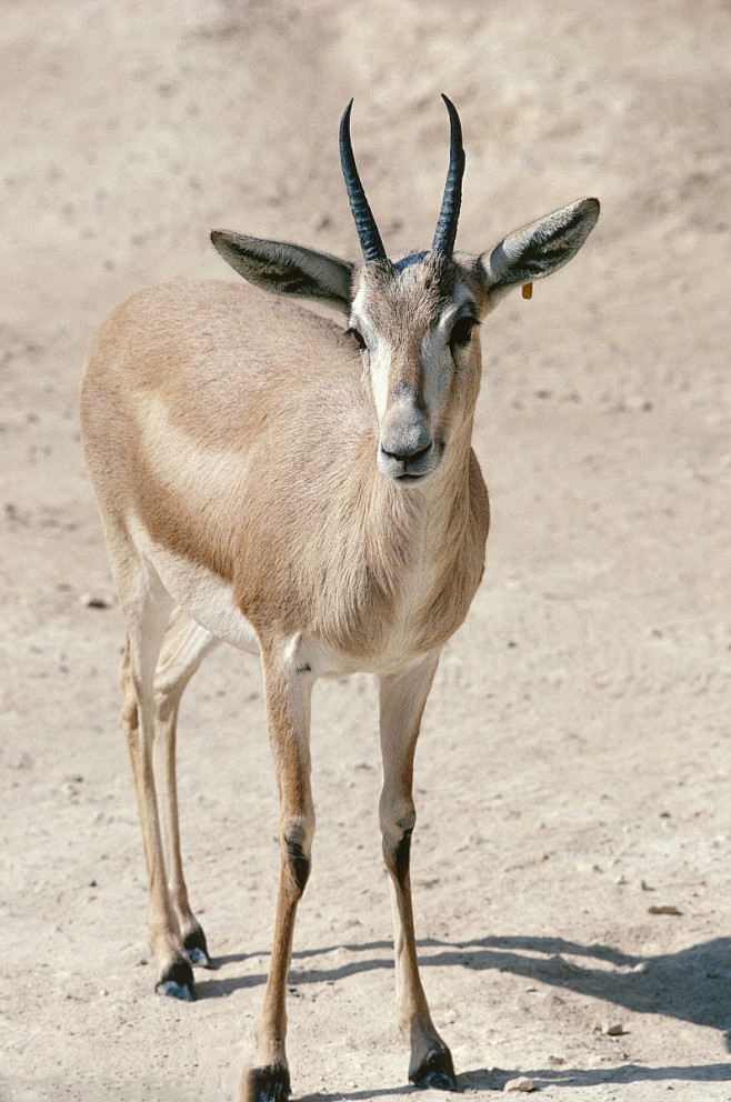 偶蹄目反刍亚目牛科羚羊亚科细角瞪羚