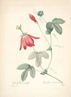 yesigrid采集到Choix des plus belles fleurs