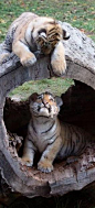 ✯ How cute...tiger cubs!!