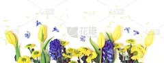 鲜花的背景。春花束黄色，紫色上白色背景俯视图，复制空间。横幅