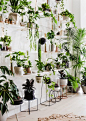 The Plant Room / The Design Files | Australia's most popular design blog.