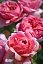 robertmealing:

Princess Alexandra of Kent - English Rose