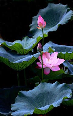 朝花夕露采集到花语人间