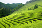 广袤的绿茶种植园风景图片 4288×2848 