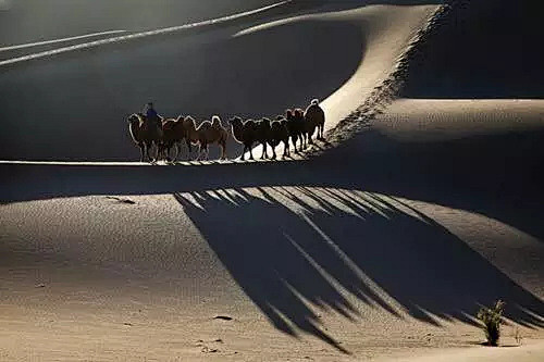 大漠驼影，内蒙额济纳