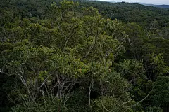 高清热带雨林鸟瞰图素材 植物环境背景插画设计 影视游戏场景-淘宝网