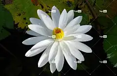 百合 美丽的花朵 荷花 花壁纸 自然 白色的 花 睡莲科 水