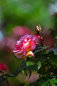 玫瑰花高清摄影素材