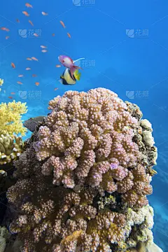 热带海底的彩色珊瑚礁，紫花椰菜珊瑚，水下景观