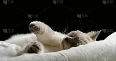 可爱的白猫躺在床上。舒适的家庭背景，冬季同志概念。