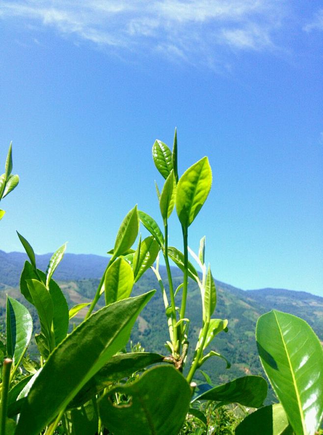 手机摄影西双版纳热带雨林清自然景物风光和...