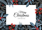 欧洲冬青松树枝圣诞节装饰贺卡背景矢量图素材