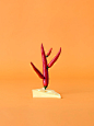 Carl kleiner 生活创意摄影作品