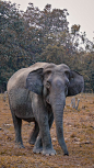公園, 動物, 動物園, 動物攝影 的 免费素材图片