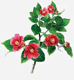 植物鲜花免抠素材_新图网 https://ixintu.com 插画 月季花 树叶 绿色 花朵