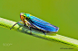 Cicadella viridis.0,3 - 1-  cm. by Mario Valentini on 500px