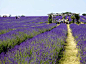 这是离伦敦最近的也是英国最大的薰衣草庄园，Mayfield坐落于离伦敦不到15英里的Mayfield Lavender农场，总共面积有25英亩，一望无际的紫色薰衣草花海让你瞬间进入童话般的世界。薰衣草的花期一般持续三个月，开花时间也根据每年的天气而有所变化。