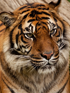 com可爱的猫头鹰动物高清图片(图片id:82362)-高清动物图片-素材中国