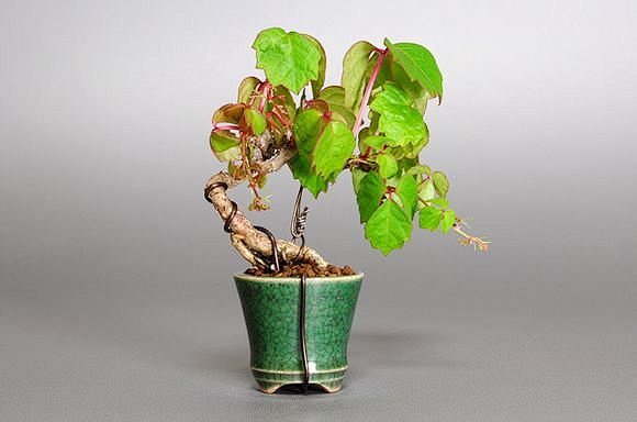 爬山虎盆景赏析