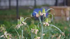 香格里拉川贝母种植
