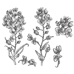 花卉填色图  - 源文件下载【酷图网】花轮廓,简笔画,手绘画,插图,儿童绘本,黑白图片,勾线图,植物,花朵,鲜花