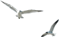 海鸥PNG