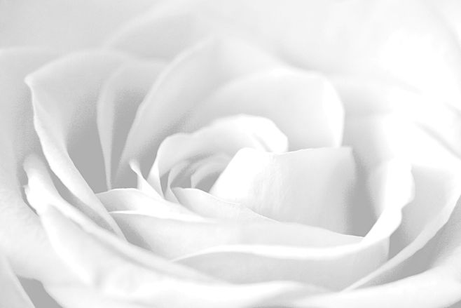 White rose by Thehid...