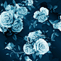 矢量蓝色水彩风格的玫瑰设计，花卉图片大全大图，花卉大全，花卉图片大全，花卉卡片图片素材，紫色玫瑰元素设计插图