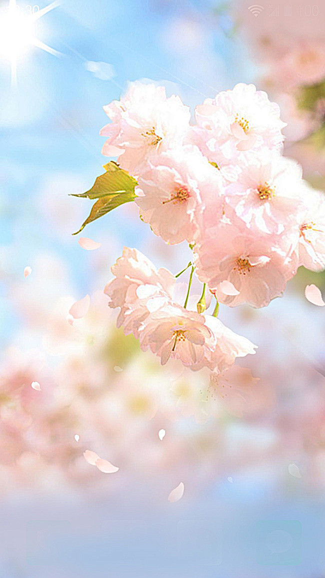 蓝色天空樱花花朵背景- HTML素材网