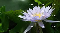 紫丁香 花卉背景 花壁纸 有色 花 自然 美丽的花朵 爱丁堡