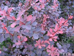 红枣不漂亮采集到◣一花一草一世界❤◢