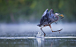 2016 Audubon Photography Awards : Spectacular wildlife photography: the winners and runners-up from the 2016 Audubon Photography Awards competition.