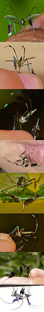 最漂亮的蚊子(大概)煞蚊属的某种蚊子，学名:Sabethes cyaneus；是极其稀有的物种， 在热带的拉丁美洲生活～