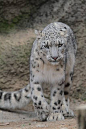 雪豹（Snow leopard）这种生物，光那条长尾巴就占走了一大波萌点(灬ºωº灬)