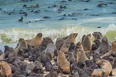 巨大的毛皮海豹聚集在海角十字海豹保护区的海滩上，骷髅海岸，纳米比亚沙漠，西部。