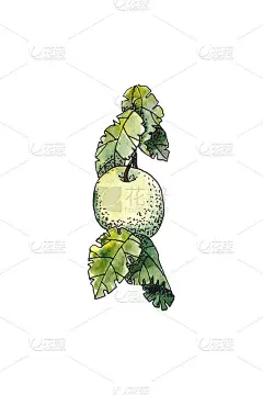 水彩图形画的树枝与苹果在一个白色的背景