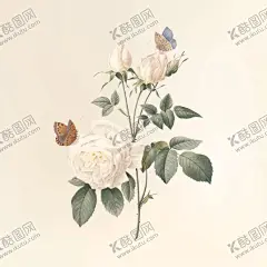 花纹 【酷图网】花纹,花,花纹花朵,手绘花纹,本草,手绘画,牡丹花,玫瑰花,茉莉花,手绘花,手绘,手绘插画,本草纲目,绿色植物,美丽花纹,插画,绘画,园艺,牵牛花,手绘牵牛花,木槿花,郁金香