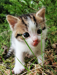 芈饭团tinkle采集到萌物かわいい