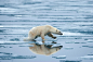 Norway, Svalbard, Nordaustlandet, Polar Bear (Ursus maritimus) running on melting ice on Sabinebukta Bay at Irminger Point.