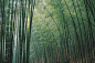 听雨入秋竹，留僧覆旧棋。

书画界艺术超话    书画道超话 ​​​​