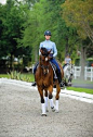 Exercises to Develop Your Horse’s Straightness and Collection with George Williams - Dressage Today