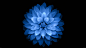 General 1920x1080 flowers black simple background simple nature