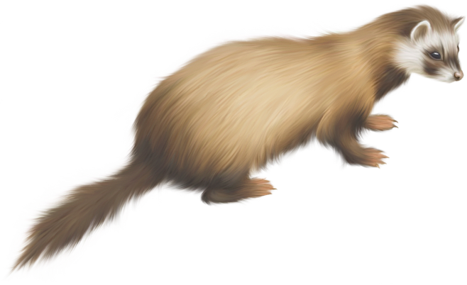 雪貂png