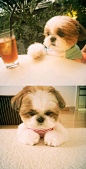西施犬hachi