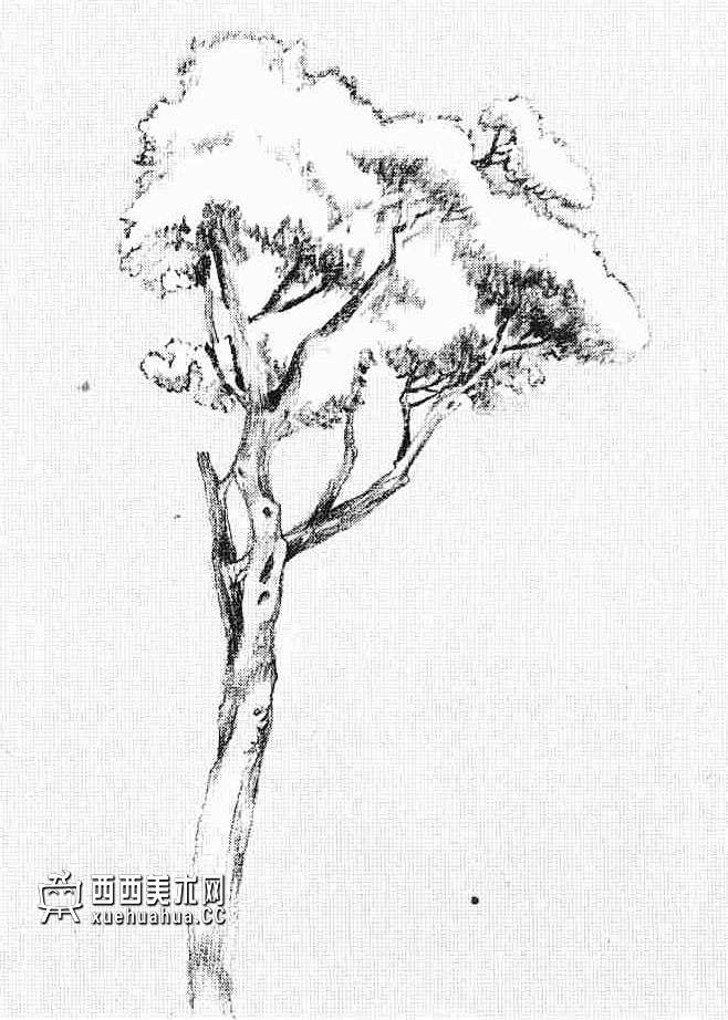 怎样画树？素描树的画法详解教程(20)-花瓣网
