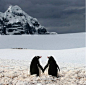 一对企鹅夫妻手牵着手，凝望对方。摄影师Silviu Ghetie在南极半岛的拉可罗港拍摄到了这个有趣的场景。在南极白茫茫的背景下，两位颇有一番“执子之手，与子偕老”的意味！