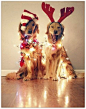 29 dogs of Christmas...wish I could get Tebow to do any of these: 