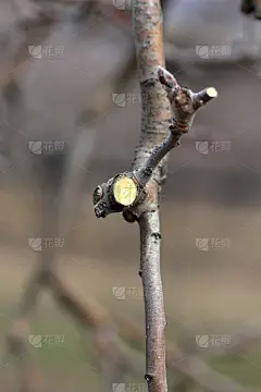 修剪苹果树