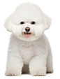 比熊7