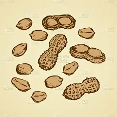 小成熟原始美味花生短句来源的豆荚隔离在白色背景上。手工绘制的轮廓墨水手绘图片标志心机在艺术复古涂鸦风